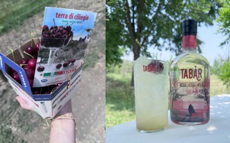 Gin Tabar Ciliegia di Vignola IGP: Casoni avvia la produzione 2026 tra i ciliegi del Consorzio