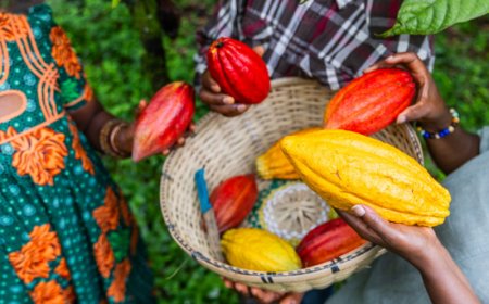 Produzione record di cacao in Costa d’Avorio per la stagione 2025/26