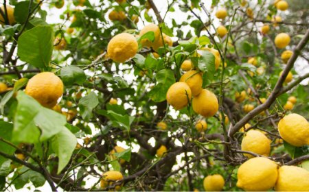 Carta dei paesaggi agrumicoli, una strategia regionale per sostenere la limonicoltura campana