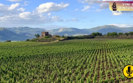 Se il vino rallenta e l’enoturismo accelera: dove si sta spostando il valore della filiera? 