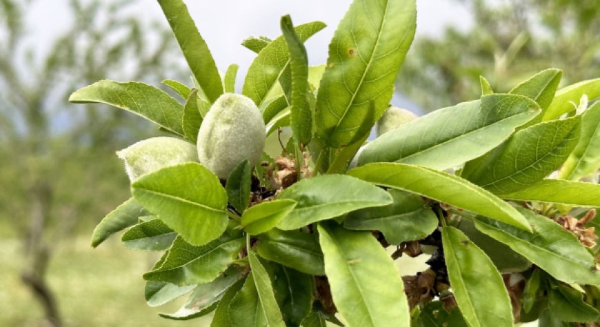 Consorzio Global Fresh Fruit: 50 milioni PNRR per mandorlicoltura e biologico nel Mezzogiorno