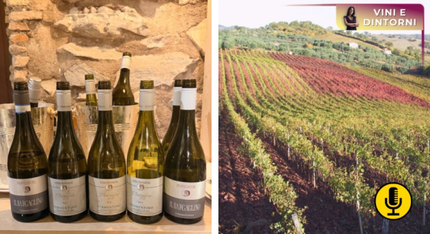 Bargaglino: cinque annate per raccontare il Vermentino di Maremma secondo Provveditore