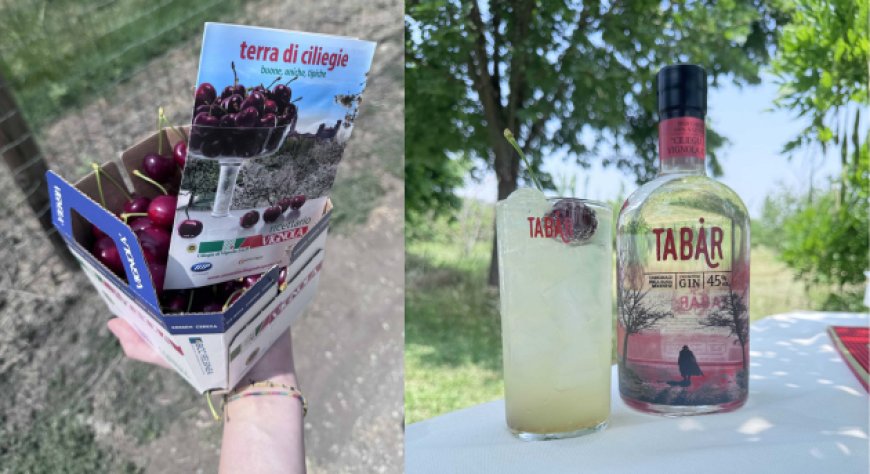 Gin Tabar Ciliegia di Vignola IGP: Casoni avvia la produzione 2026 tra i ciliegi del Consorzio