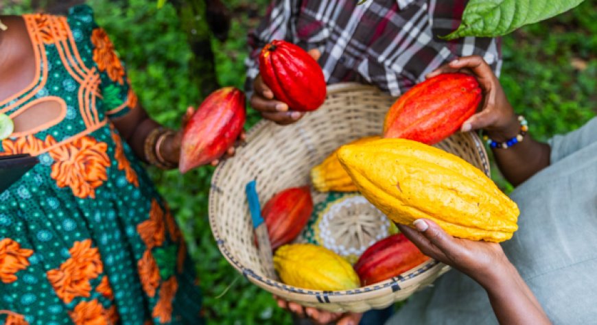 Produzione record di cacao in Costa d’Avorio per la stagione 2025/26