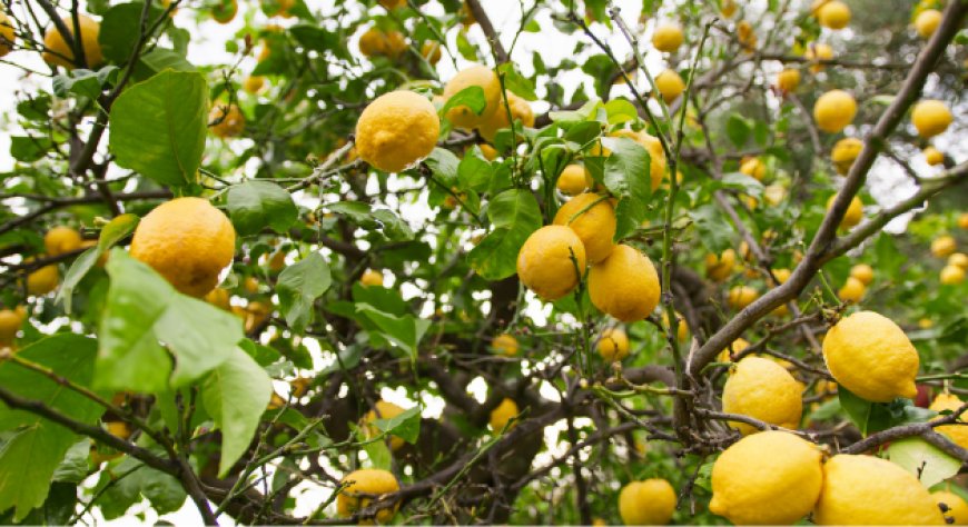 Carta dei paesaggi agrumicoli, una strategia regionale per sostenere la limonicoltura campana