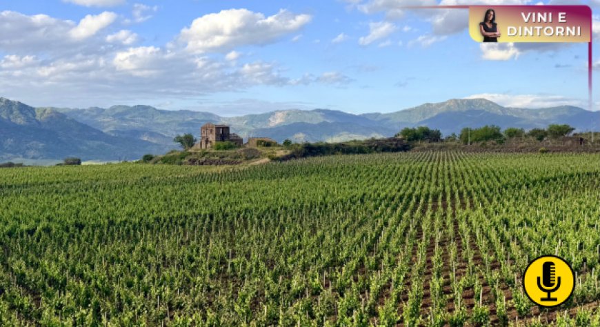 Se il vino rallenta e l’enoturismo accelera: dove si sta spostando il valore della filiera? 