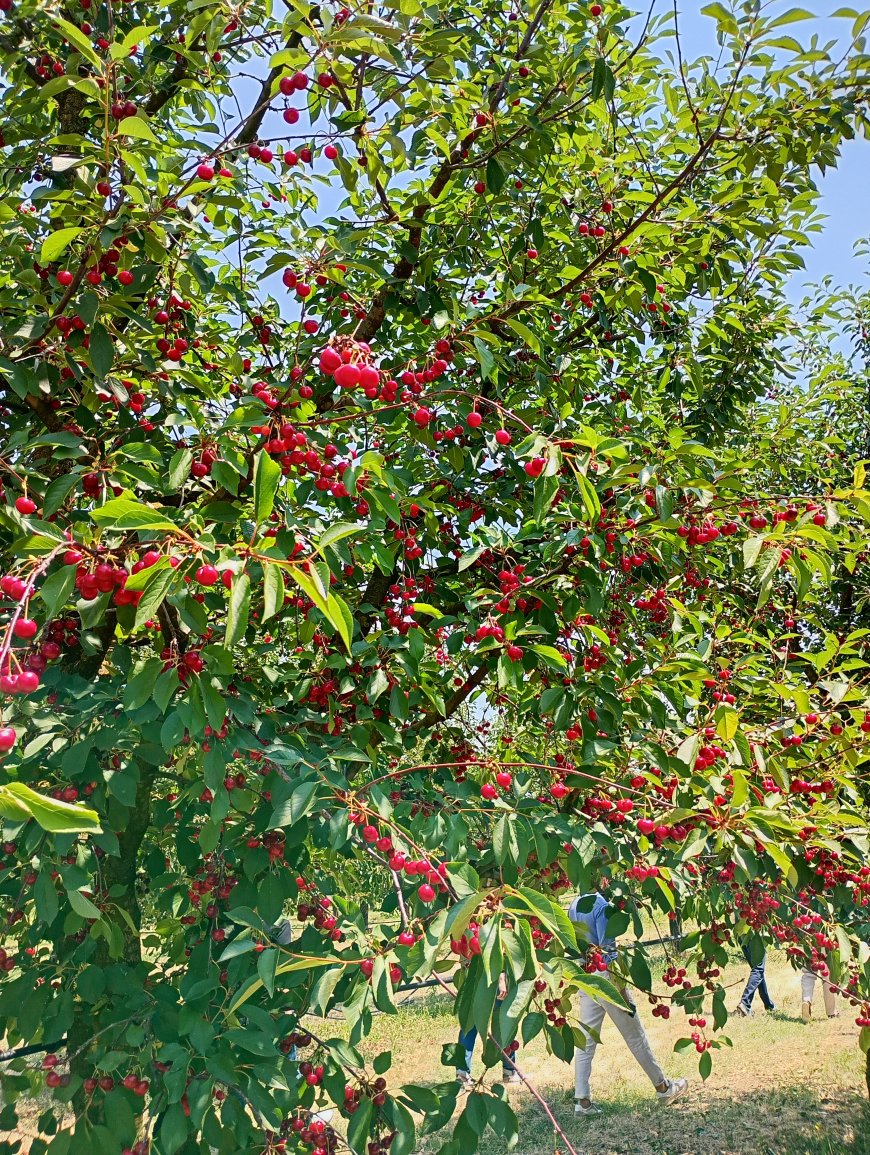 Amarena Day, Le Conserve della Nonna racconta produzione e territorio