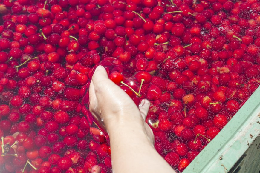 Amarena Day, Le Conserve della Nonna racconta produzione e territorio