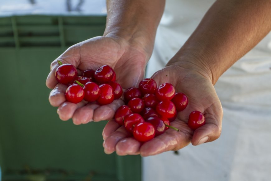 Amarena Day, Le Conserve della Nonna racconta produzione e territorio