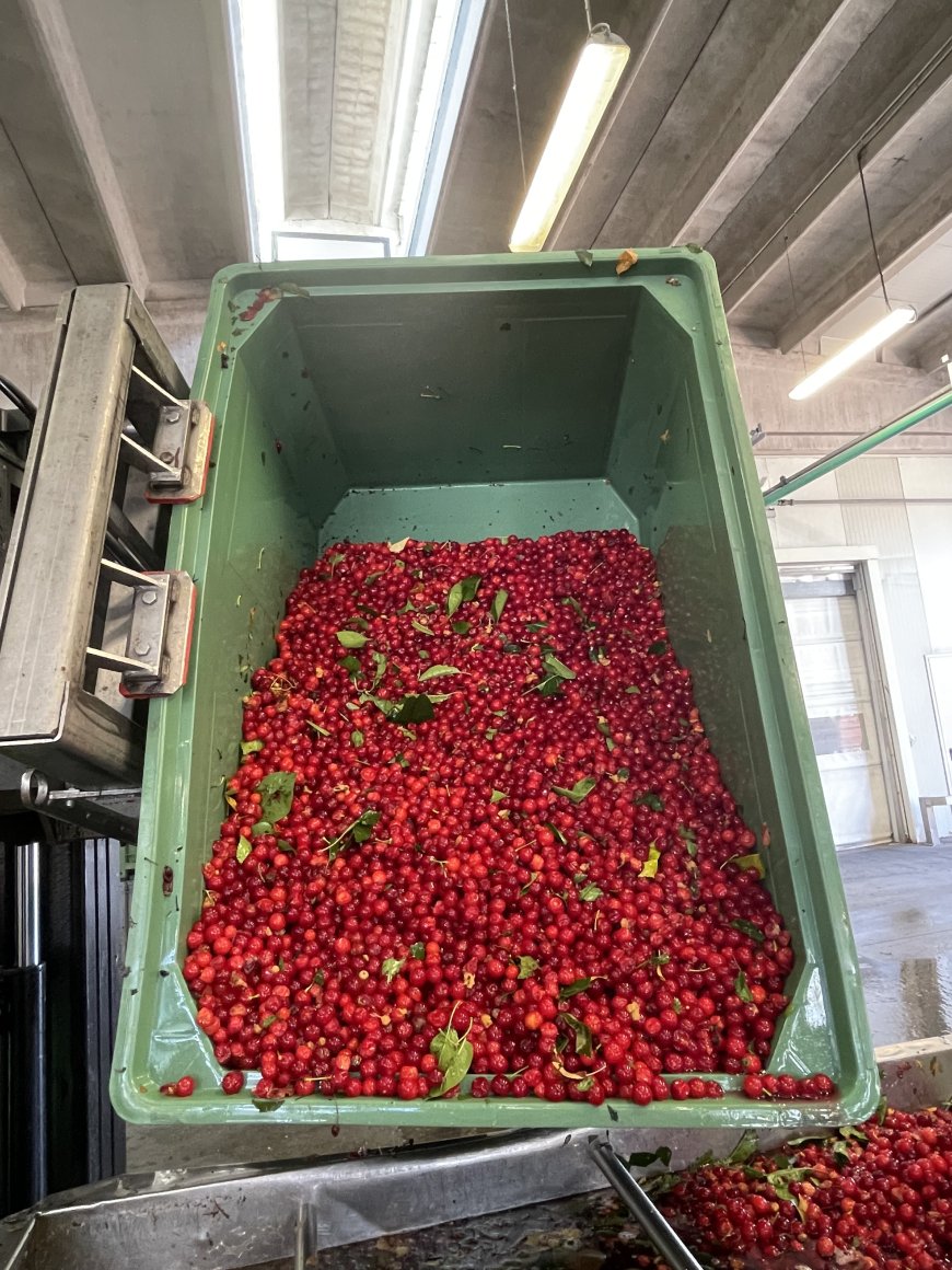 Amarena Day, Le Conserve della Nonna racconta produzione e territorio