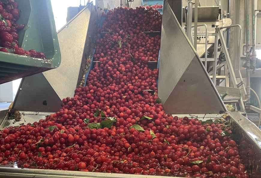 Amarena Day, Le Conserve della Nonna racconta produzione e territorio