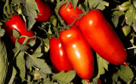 San Marzano Land 2026, ad Acerra il confronto tra chef, pizzaioli ed esperti della filiera