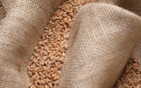 Materie prime, mercati in movimento: nocciole in calo, rialzi per colza e frumento