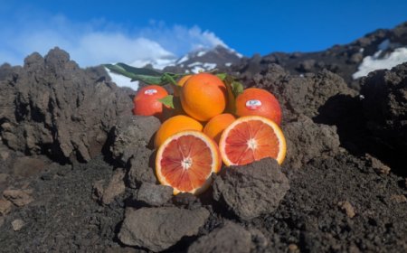 Arancia Rossa di Sicilia IGP, campagna chiusa con oltre 24 milioni di kg