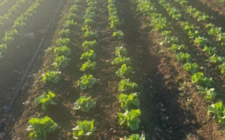 Agricola Azzurra e BioAretusa Farm sviluppano la filiera della lattuga iceberg siciliana