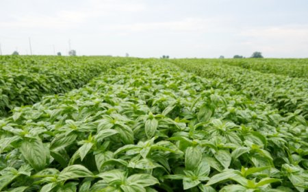 Filiera del basilico, Consorzio Casalasco punta sulla lotta alla peronospora