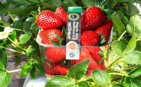 Fragola Matera®: 9,5 milioni di cestini distribuiti nel 2026