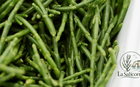 Salicornia pugliese: dal mare alla tavola, i formati per la ristorazione