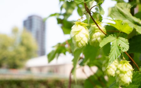 Carlsberg mappa il genoma del luppolo, per birre più resistenti al clima e nuovi profili aromatici