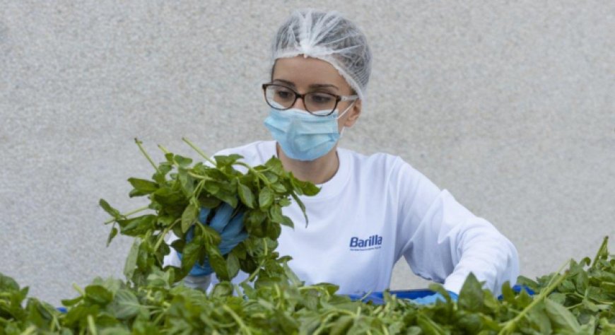 Sicurezza alimentare, analisi e tracciabilità nella filiera del Pesto Barilla