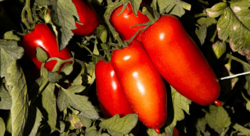 San Marzano Land 2026, ad Acerra il confronto tra chef, pizzaioli ed esperti della filiera