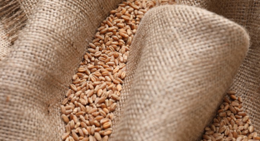 Materie prime, mercati in movimento: nocciole in calo, rialzi per colza e frumento