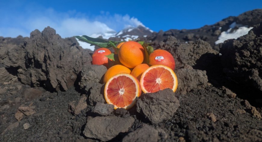 Arancia Rossa di Sicilia IGP, campagna chiusa con oltre 24 milioni di kg