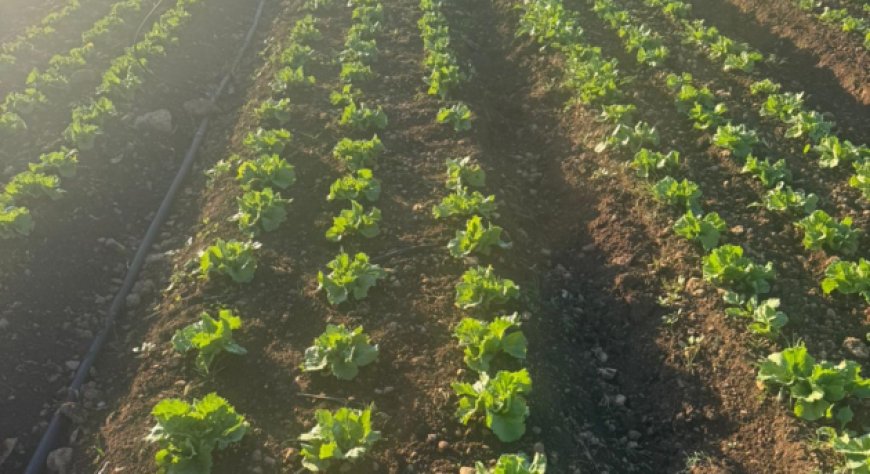 Agricola Azzurra e BioAretusa Farm sviluppano la filiera della lattuga iceberg siciliana