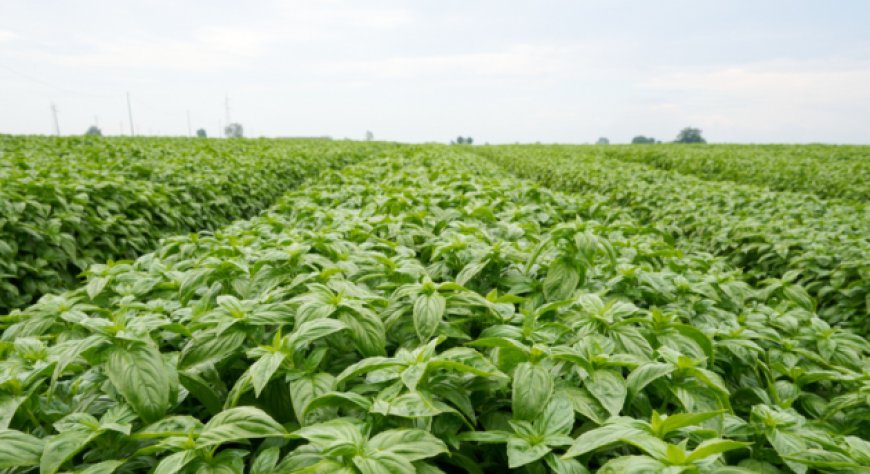 Filiera del basilico, Consorzio Casalasco punta sulla lotta alla peronospora