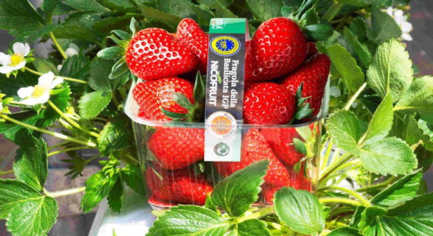 Fragola Matera®: 9,5 milioni di cestini distribuiti nel 2026