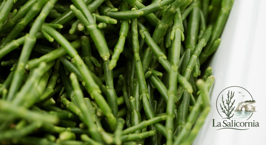 Salicornia pugliese: dal mare alla tavola, i formati per la ristorazione