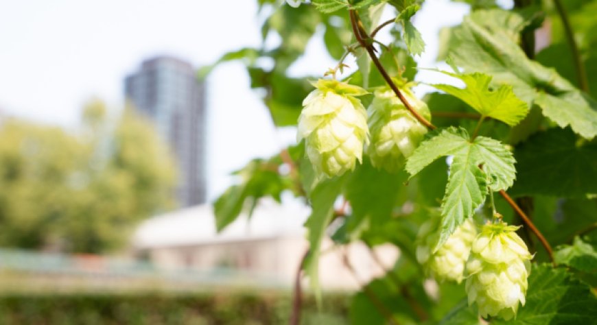 Carlsberg mappa il genoma del luppolo, per birre più resistenti al clima e nuovi profili aromatici