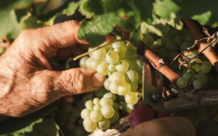 Il caldo mette alla prova i vigneti: la vendemmia 2026 parte in anticipo