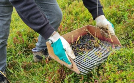 Mirtillo nero dell’Appennino modenese, stagione positiva ma cresce l’allarme clima