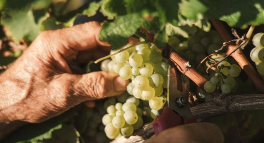 Il caldo mette alla prova i vigneti: la vendemmia 2026 parte in anticipo