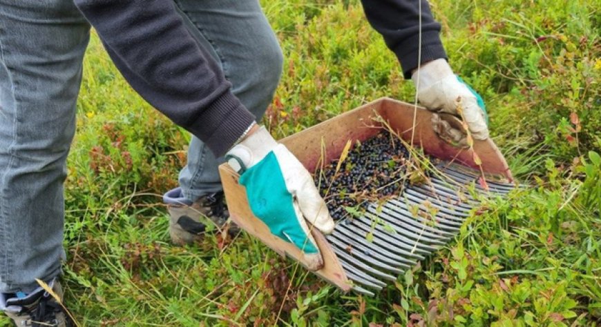 Mirtillo nero dell’Appennino modenese, stagione positiva ma cresce l’allarme clima