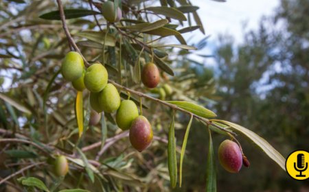 Olio nuovo già a settembre: il caldo anticipa la raccolta, cosa cambia per la qualità