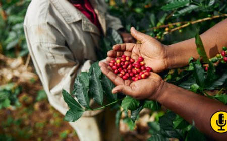 Caffè, il Brasile cambia il mercato con un raccolto record