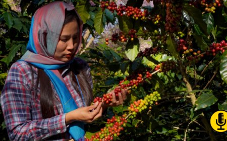 La Giornata Internazionale del Caffè si celebra alla FAO nel nuovo quadro ONU