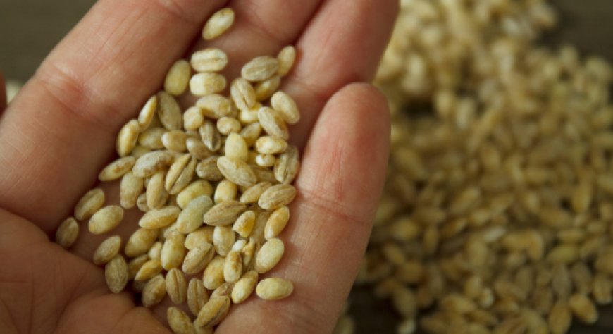 È l'orzo l'unica pianta a crescere in tutto il mondo