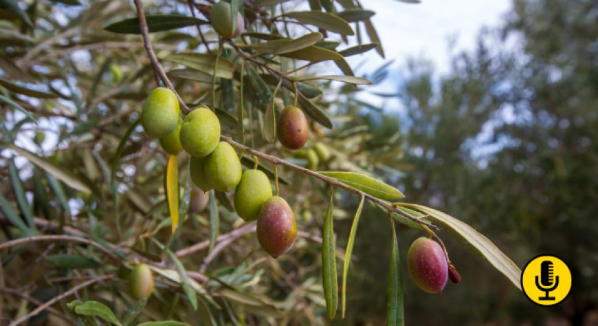Olio nuovo già a settembre: il caldo anticipa la raccolta, cosa cambia per la qualità