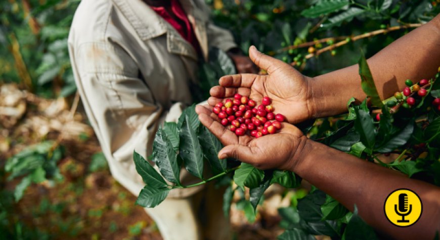 Caffè, il Brasile cambia il mercato con un raccolto record