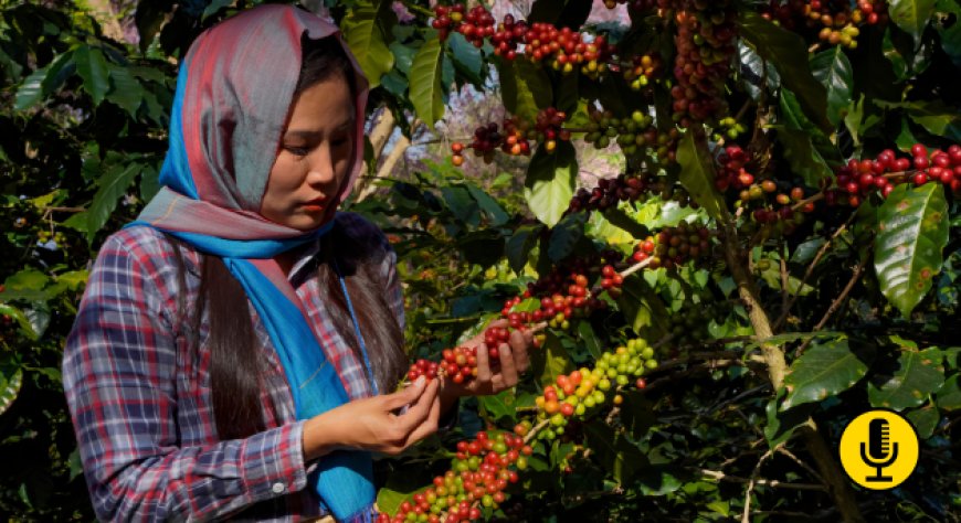 La Giornata Internazionale del Caffè si celebra alla FAO nel nuovo quadro ONU