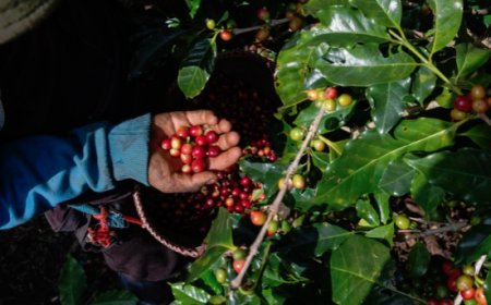 Caffè, alla Farnesina la strategia italiana: 500 milioni di dollari da mobilitare