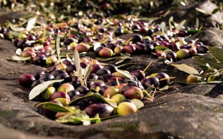 La siccità condiziona la nuova campagna olearia. L'analisi di Carapelli