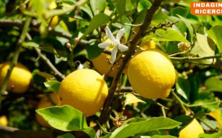 Meno sale a tavola: gli italiani riscoprono il succo di limone