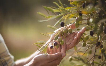 Olio extravergine italiano, prezzi dimezzati e magazzini pieni all'inizio della nuova raccolta