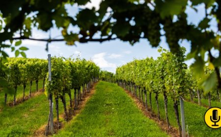 Vino, l’OIV approva 16 nuove risoluzioni: dalla tutela dei vitigni alle tecniche di cantina