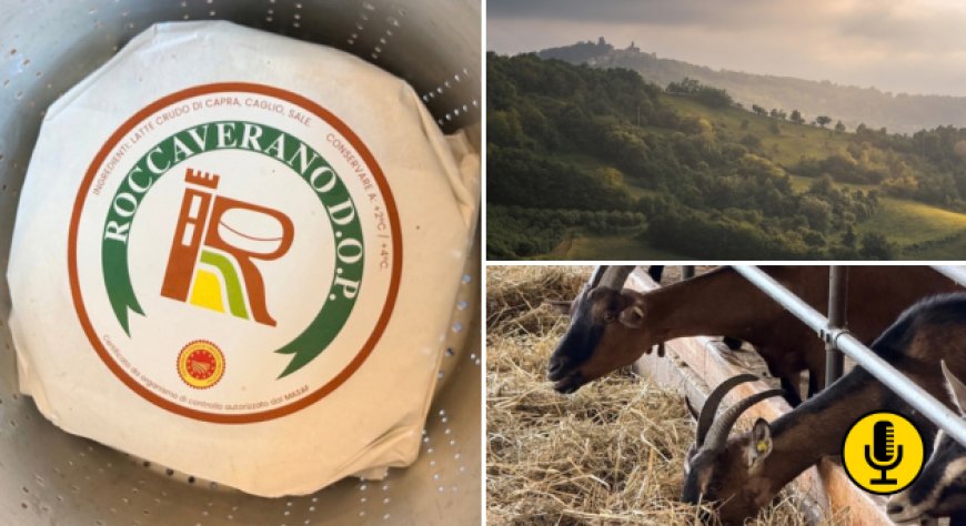 Roccaverano DOP: il piccolo formaggio di capra che mantiene vivo un antico borgo dell’Alta Langa astigiana