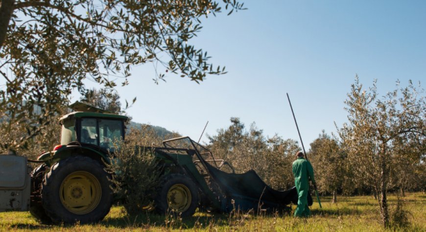 MOAH nell’olio di oliva, nuovi limiti UE in arrivo: la prevenzione parte dalla raccolta
